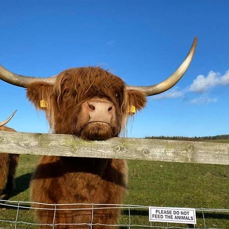 Glampods Glamping Pod - Meet Highland Cows And Sheep Elgin别墅 外观 照片