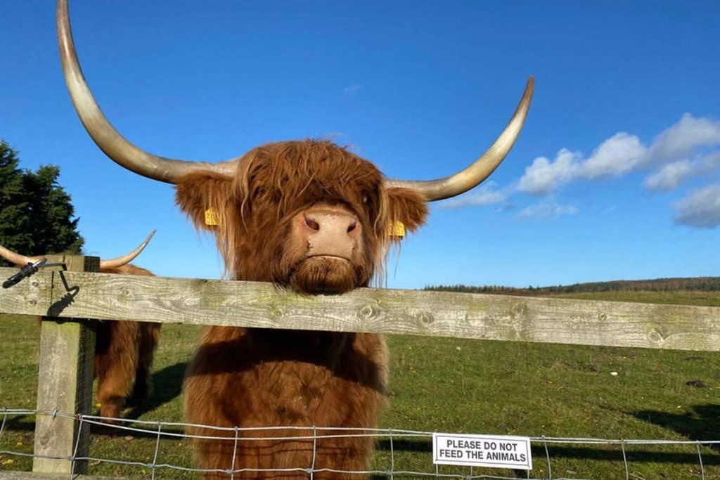 Glampods Glamping Pod - Meet Highland Cows And Sheep Elgin别墅 外观 照片