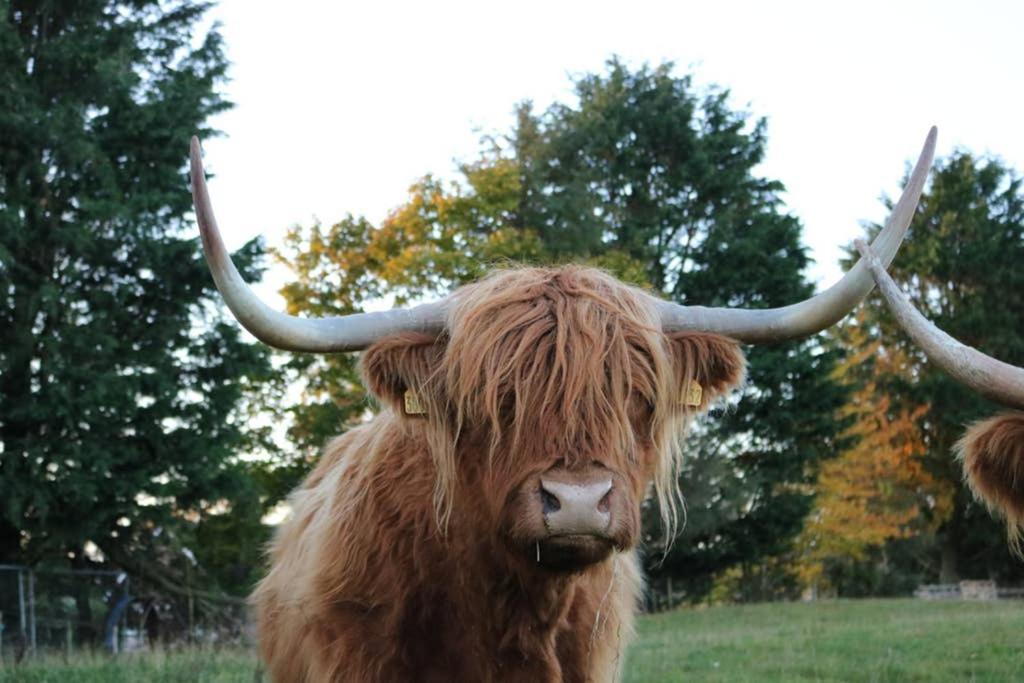 Glampods Glamping Pod - Meet Highland Cows And Sheep Elgin别墅 外观 照片