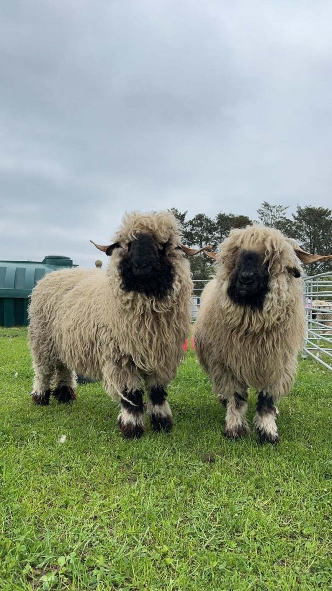 Glampods Glamping Pod - Meet Highland Cows And Sheep Elgin别墅 外观 照片